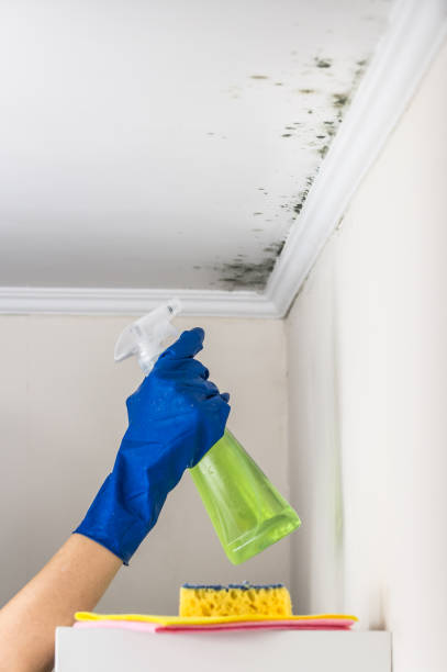 Best Residential Mold Removal  in Tega Cay, SC